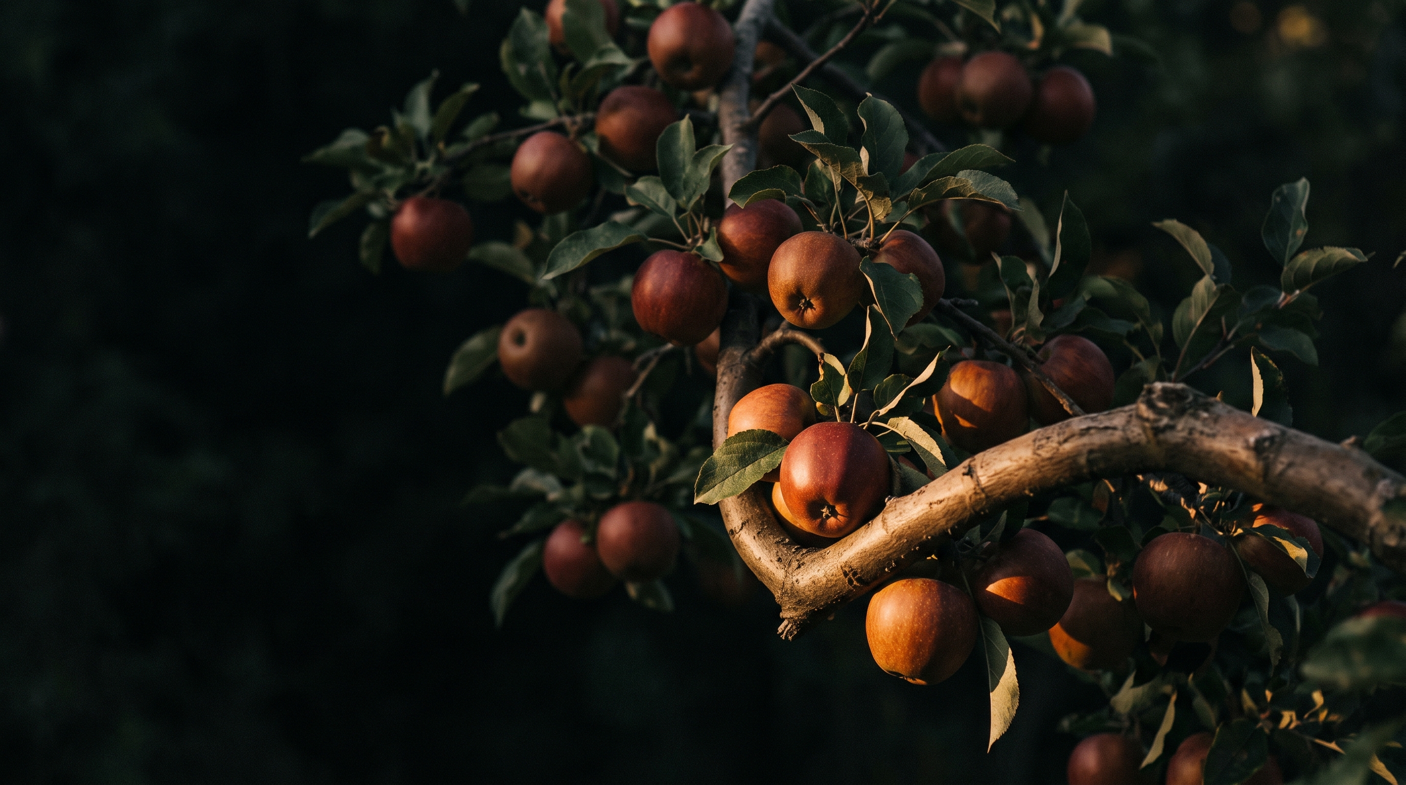 A branch heavy with ripe apples lit by low golden light against darkness