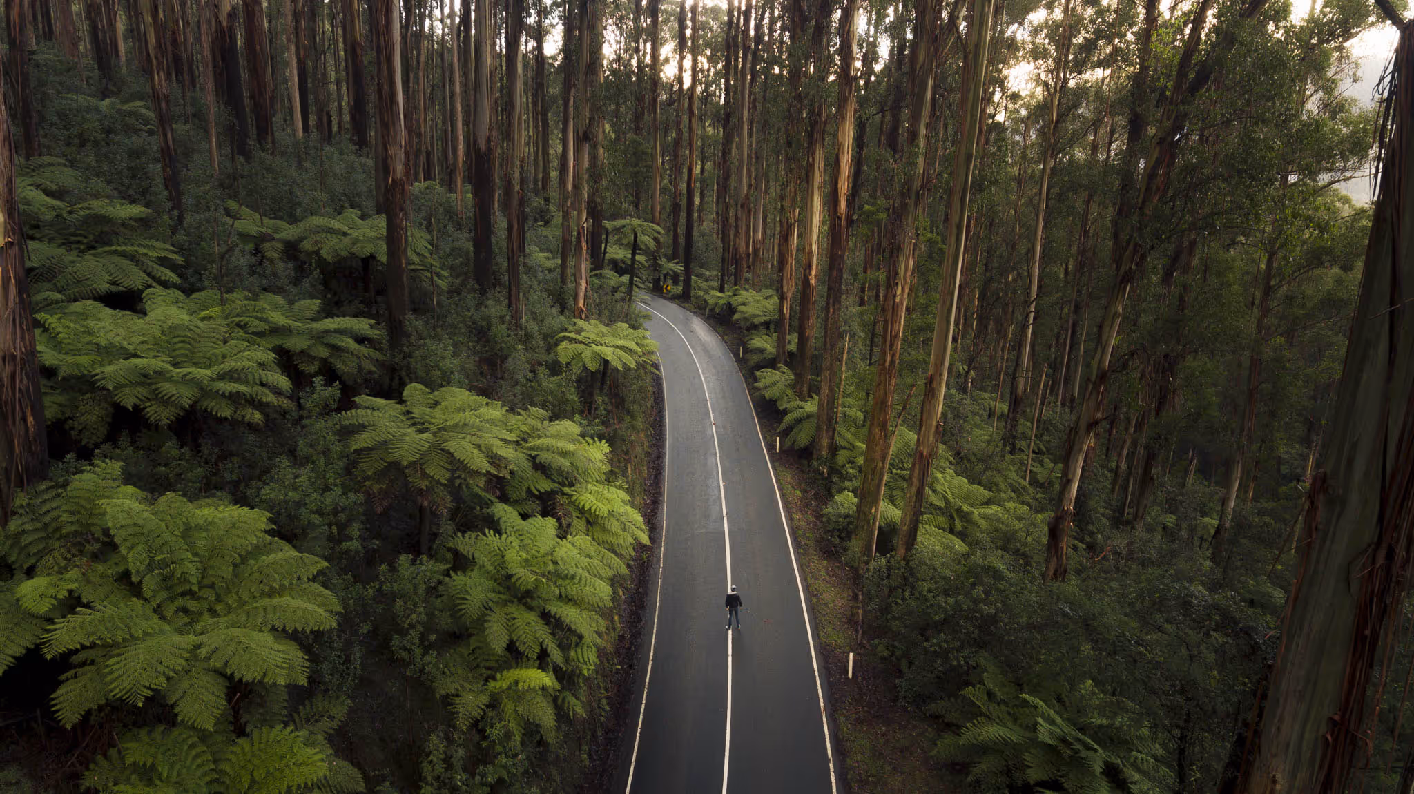 Winding road in a green forest.