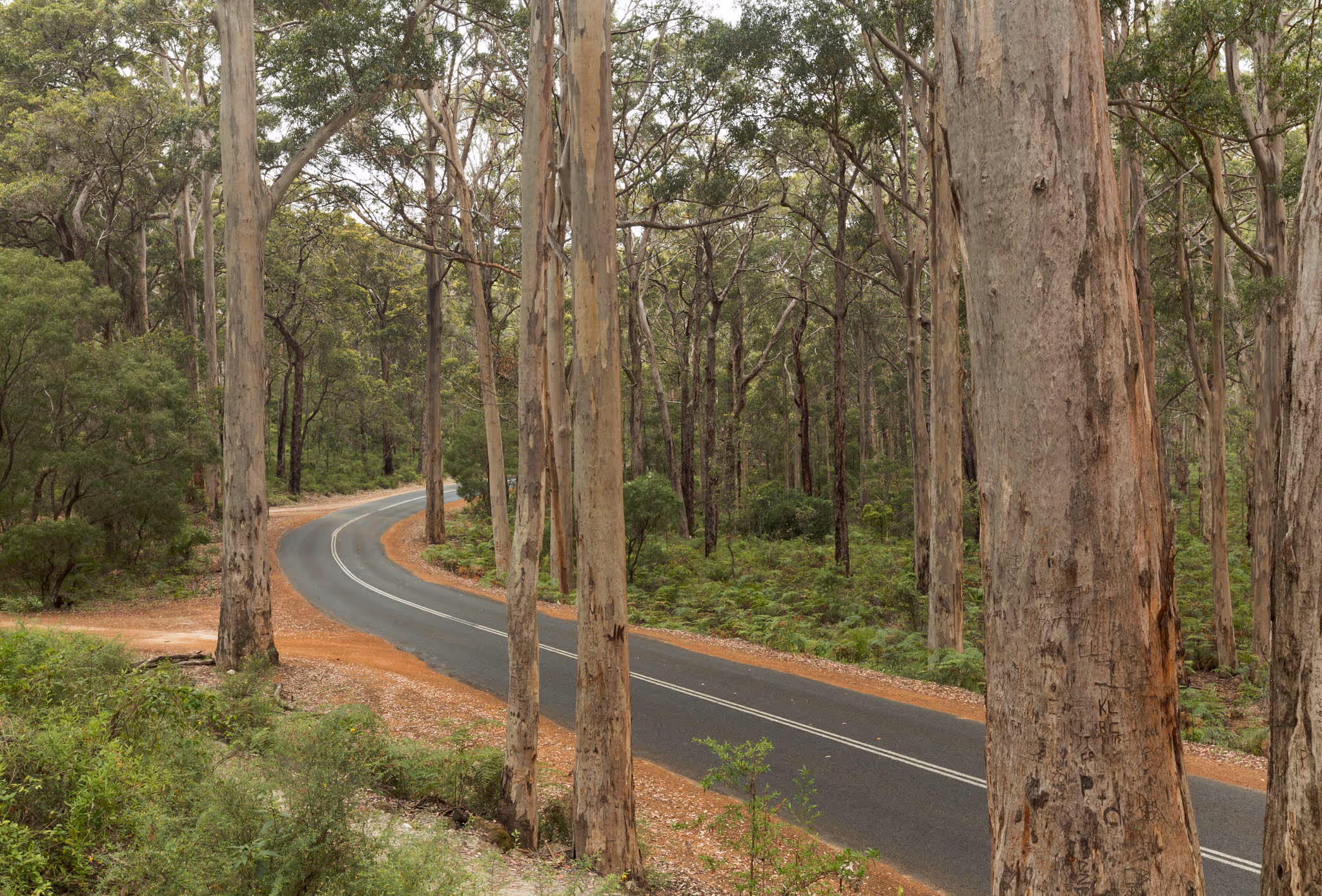 Road in a forest winding around trees.