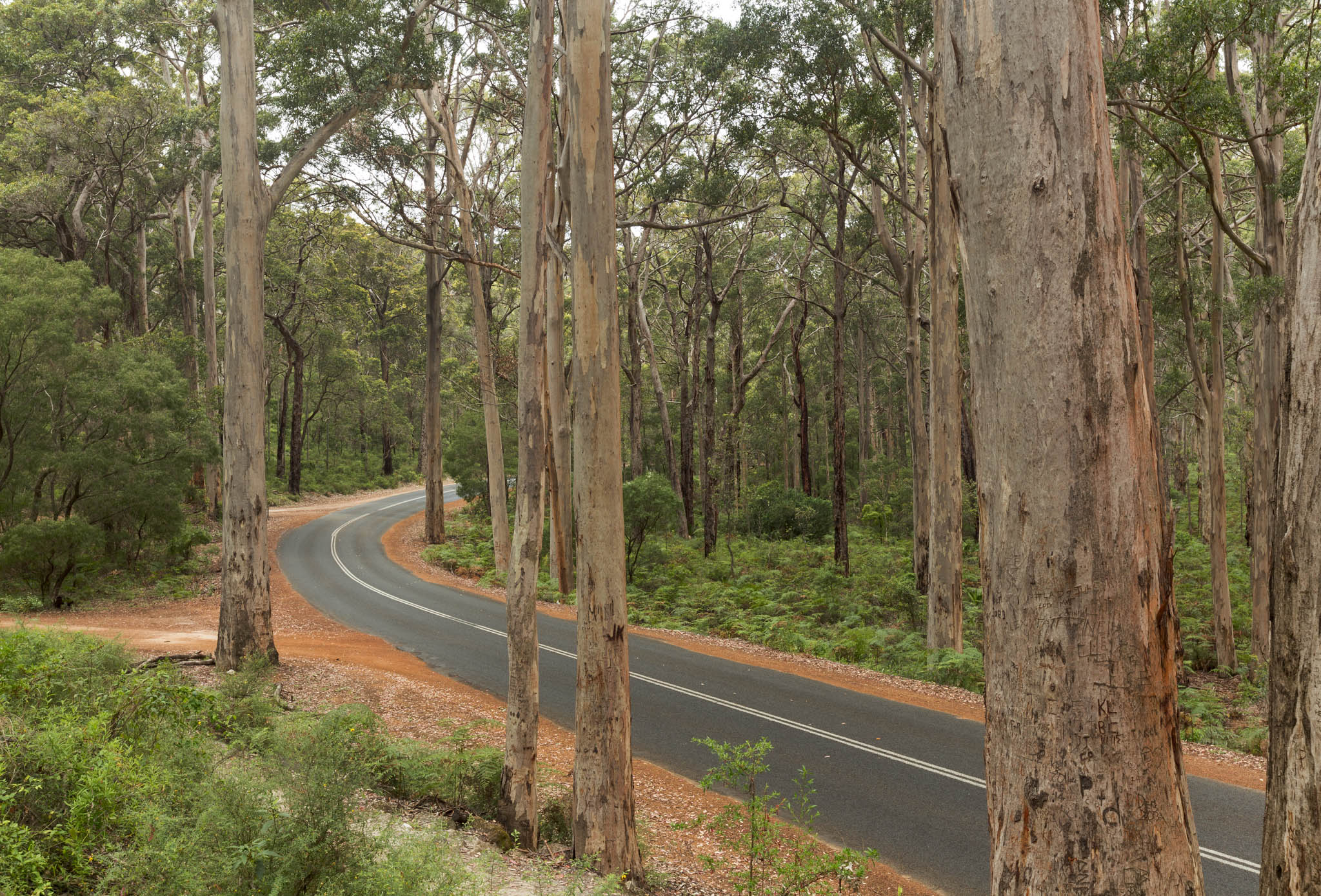 Road in a forest winding around trees.