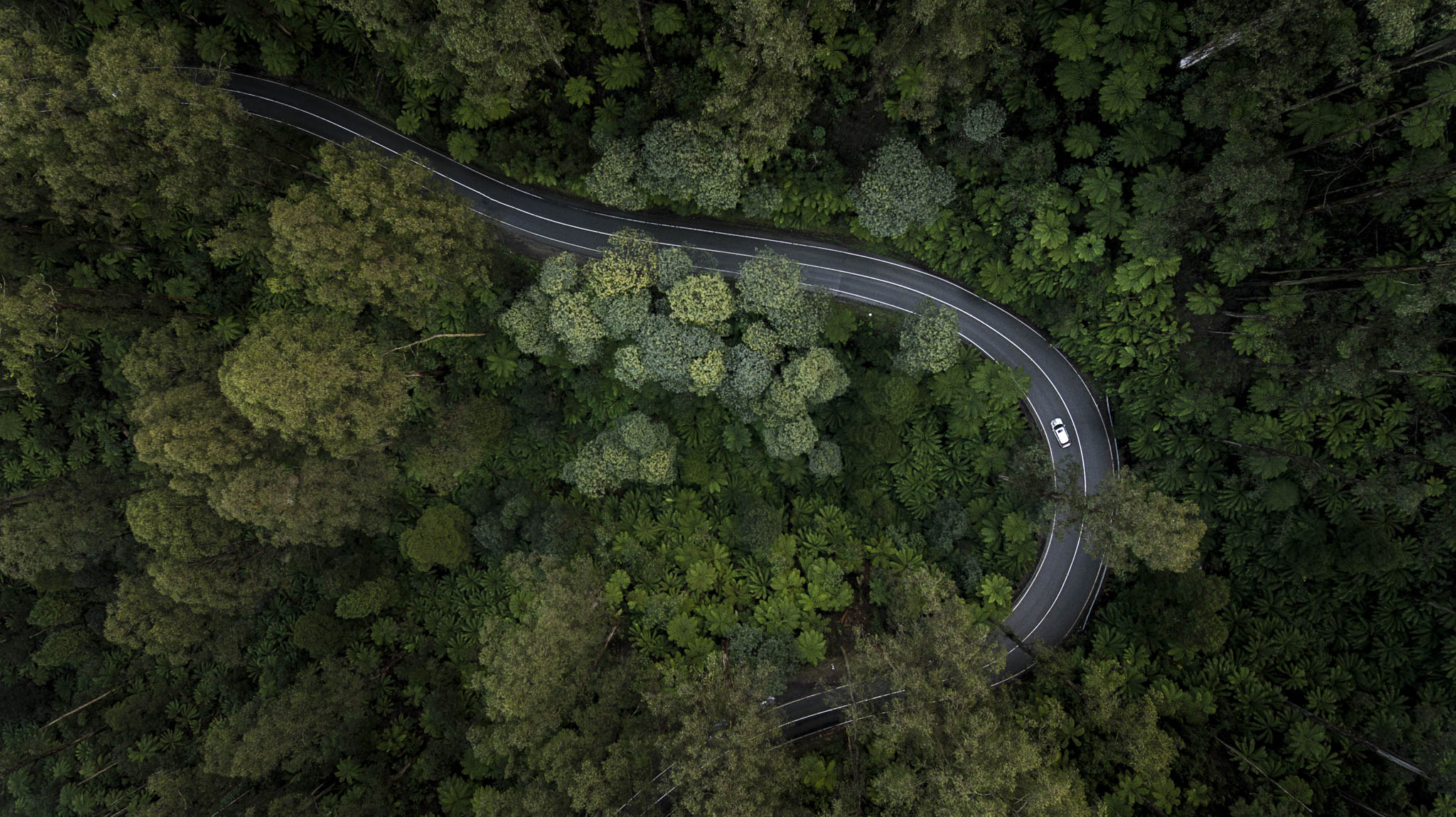 Birds eye view of a road winding through a green forest.