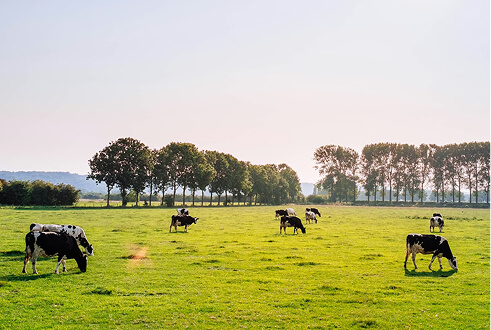 Lantbruk