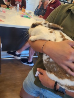 Seniors at living center being visited by bunnies.