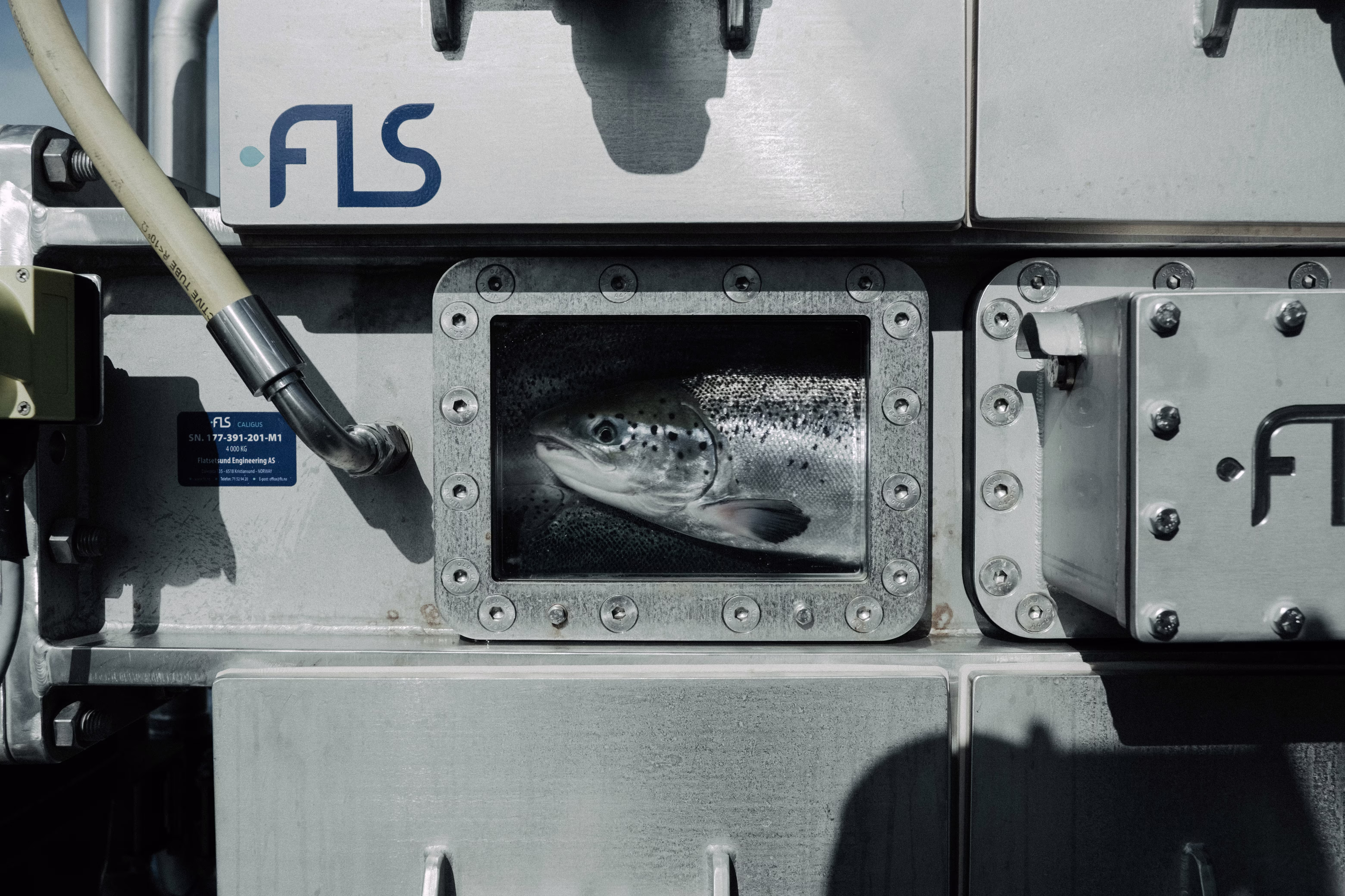 FLS