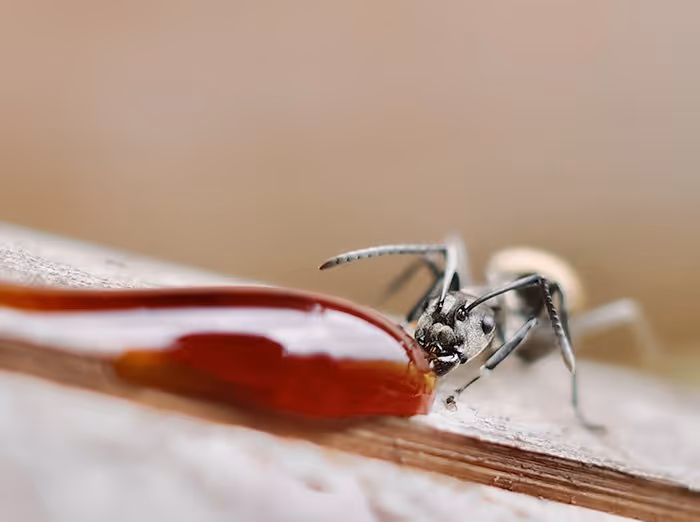 ant feeding on spill on kitchen floor