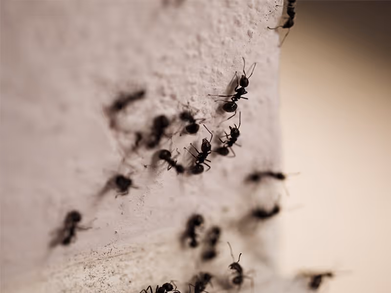 Close-up of black ants crawling along a white indoor wall, potentially indicating a carpenter ant infestation.