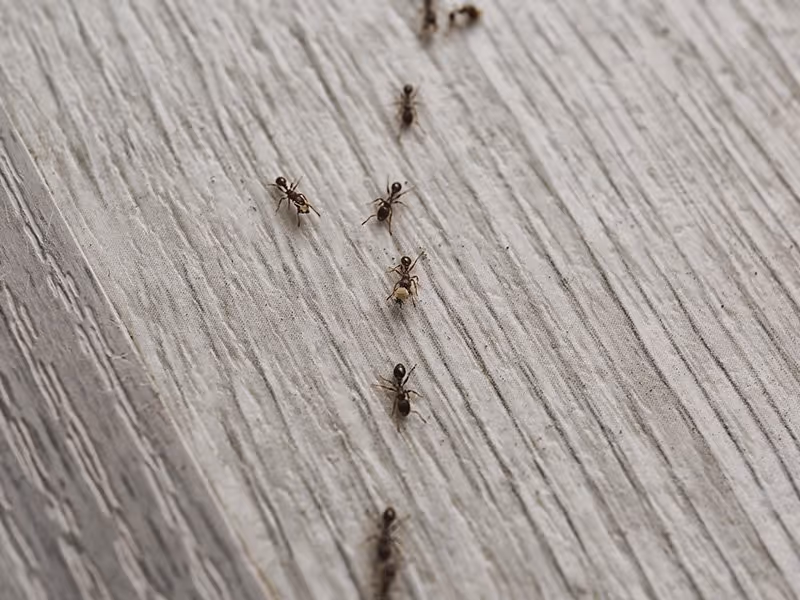 trail of ants on the floor