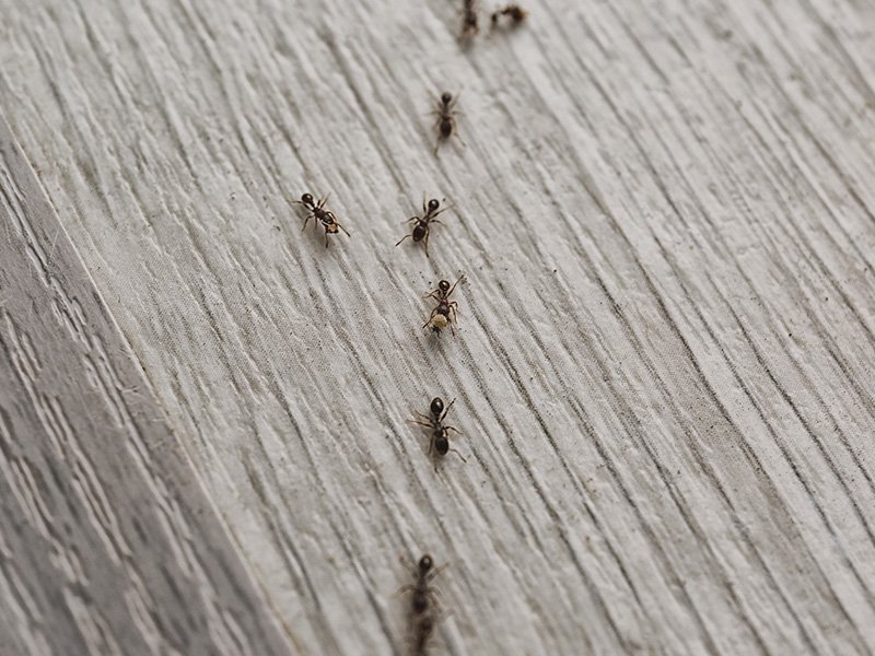 trail of ants on the floor