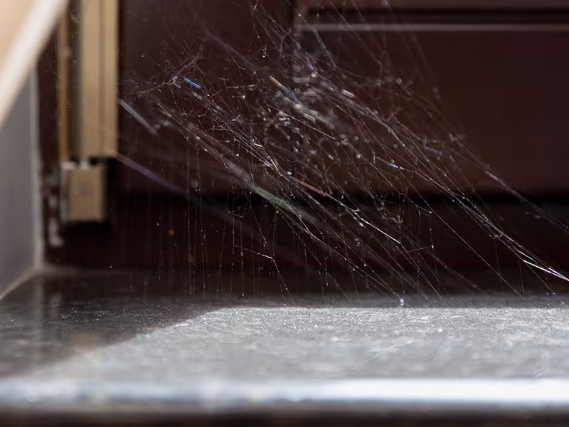 spider web in texas woodlands home