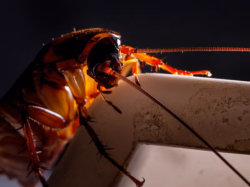 cockroach on edge of pan