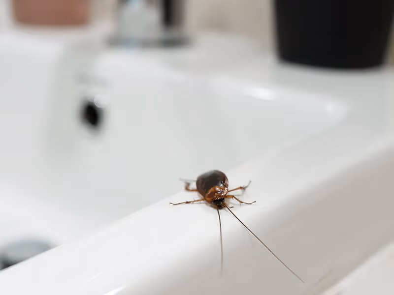 cockroach on white bathtub