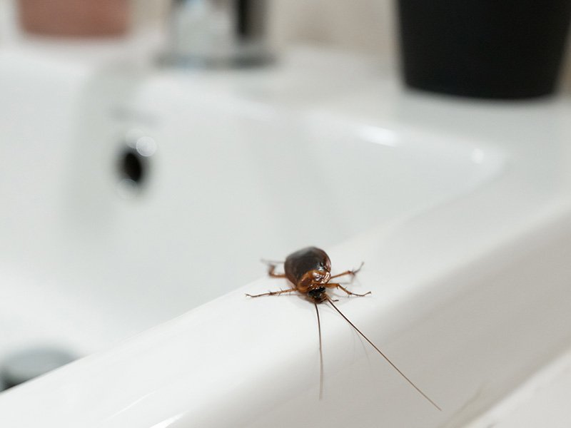 cockroach on white bathtub