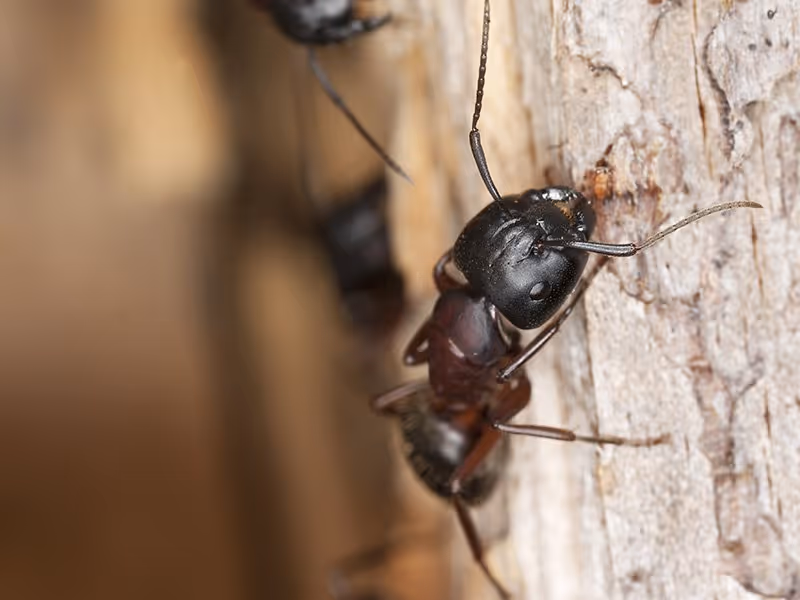 ant eating wood