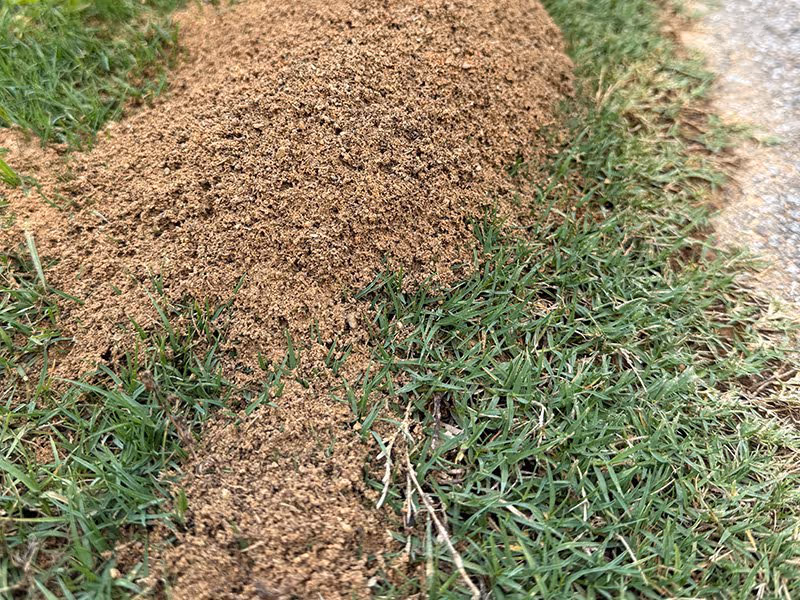 fire ant mound in the woodlands, tx