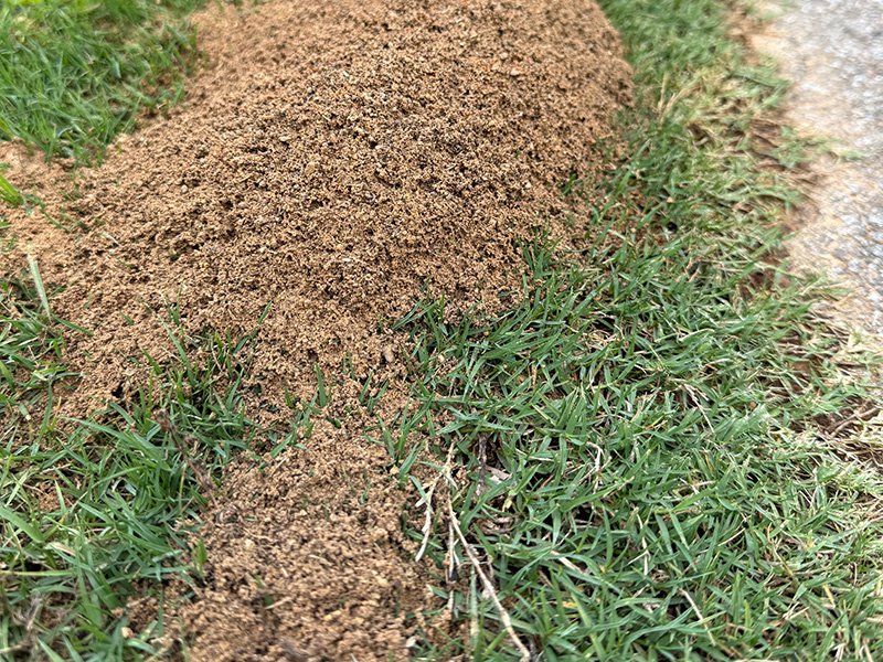 fire ant mound in the woodlands, tx