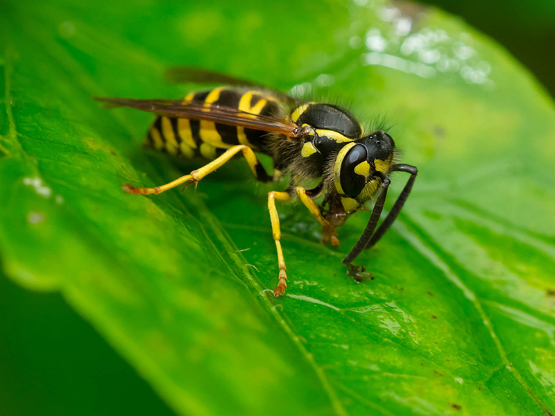 yellow jacket