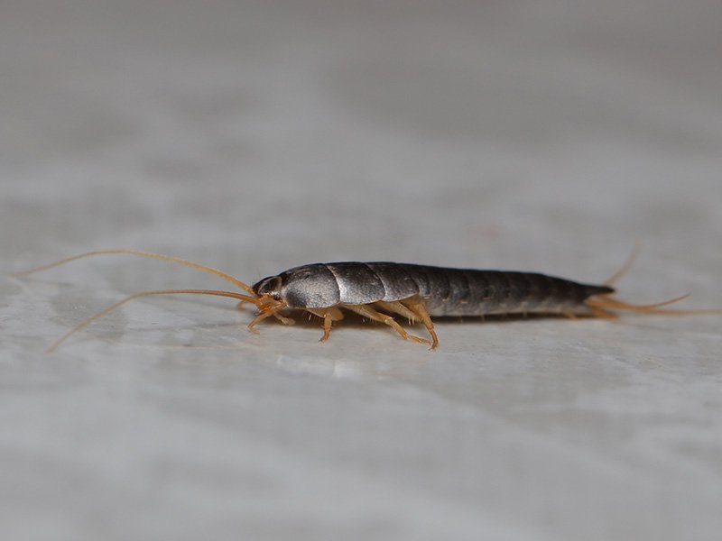 silverfish on floor