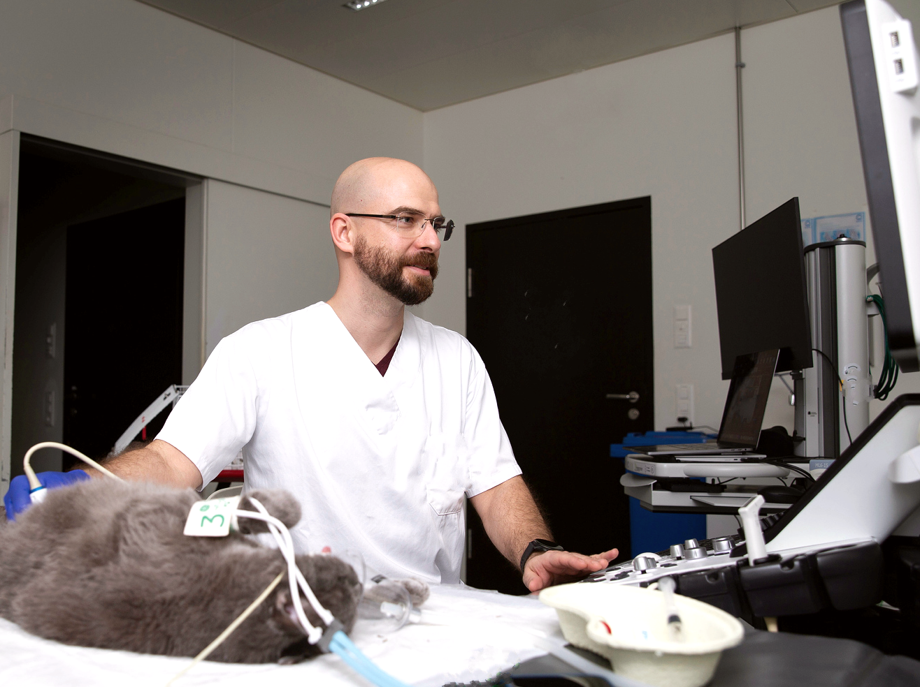 Ein Tierarzt in weißer Kleidung untersucht eine graue Katze mit medizinischen Sonden in einer Klinik.