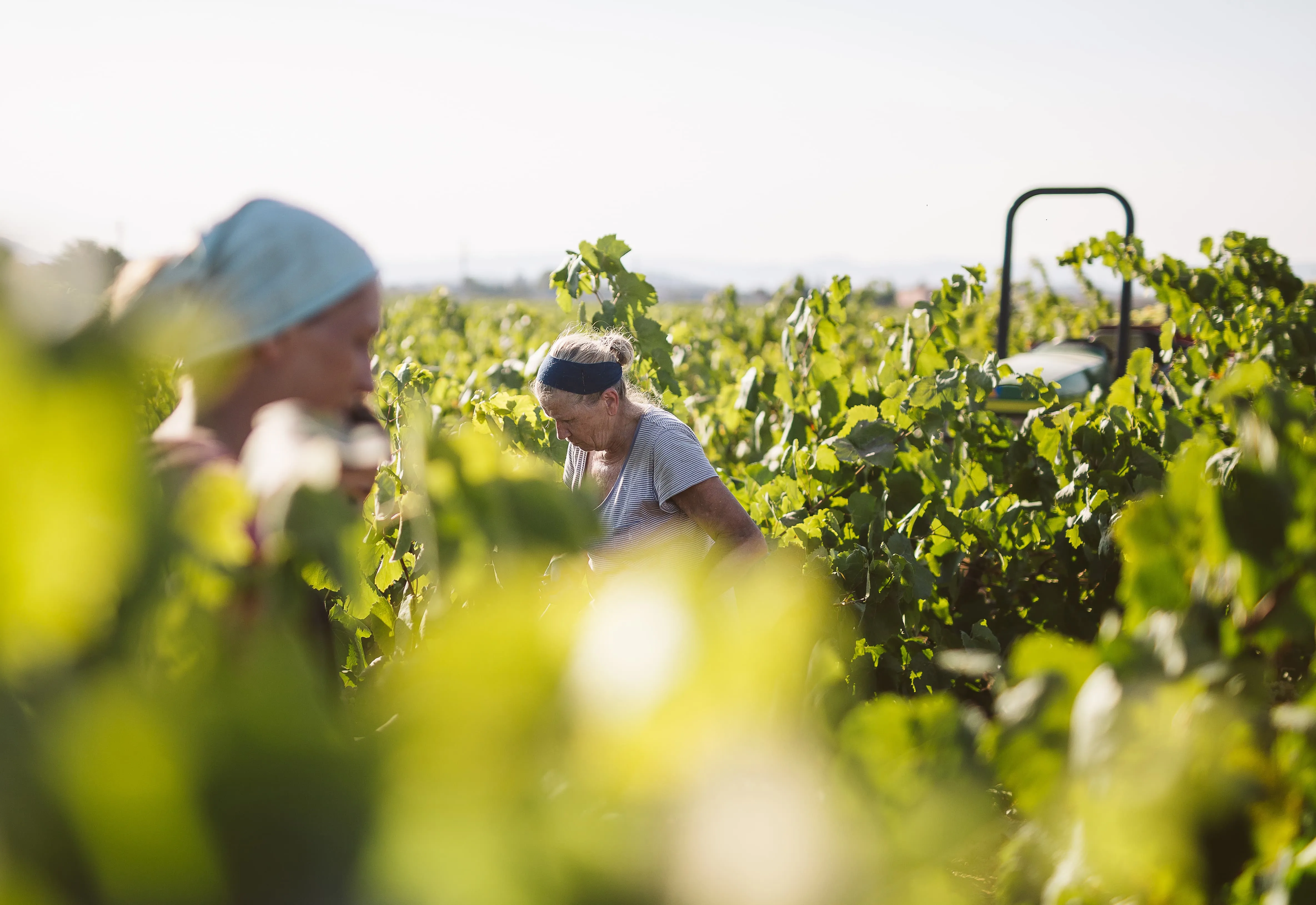 Solo Vida traditional grape harvest, resulting in the finest quality sparkling wine