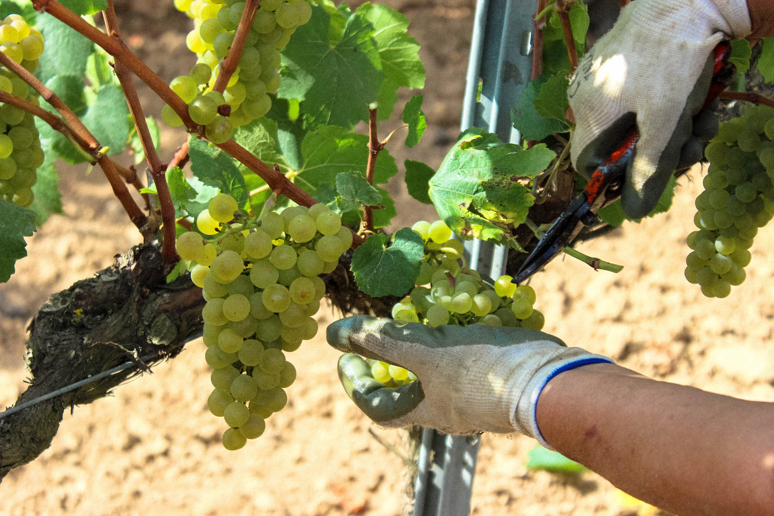 Harvesting the Solo Vida grapes