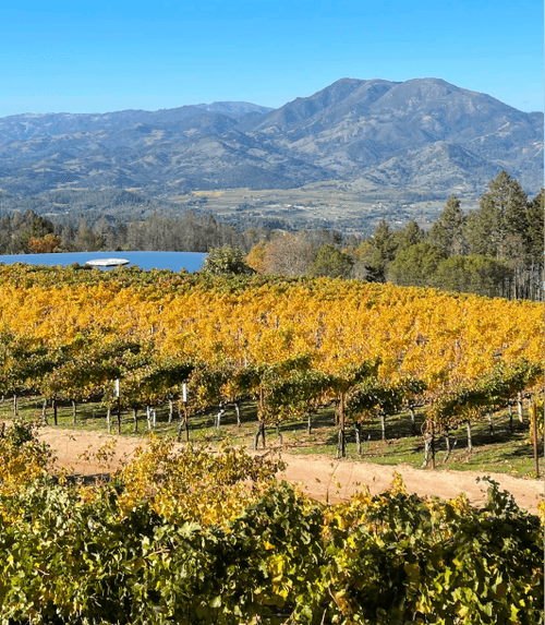 Crafting an Ascent: The Story of ShunYi Cellars' Pan Deng Cabernet Sauvignon
