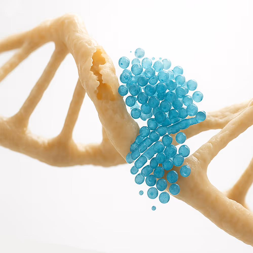 MOA of DNA