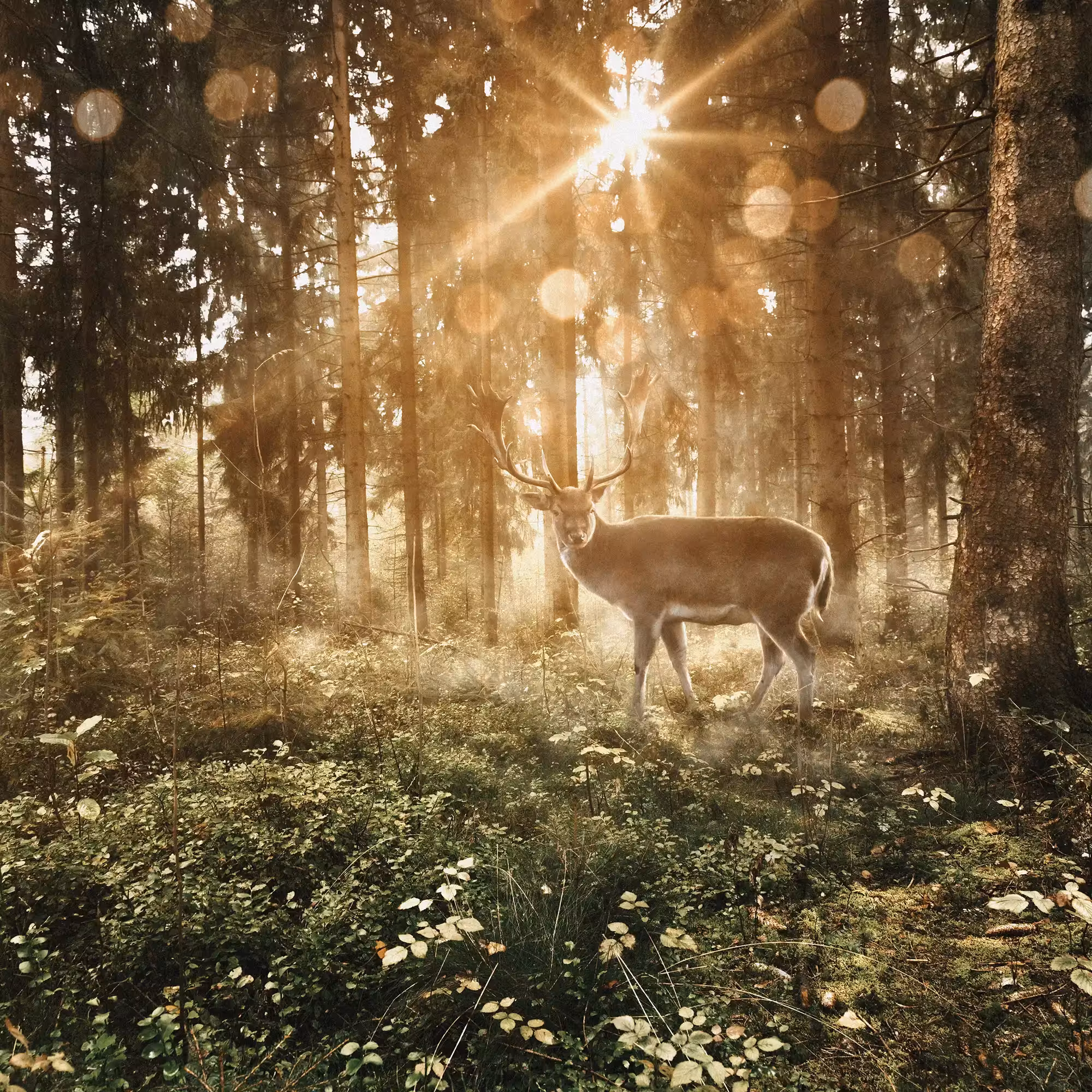A deer standing in sunlight in a forest