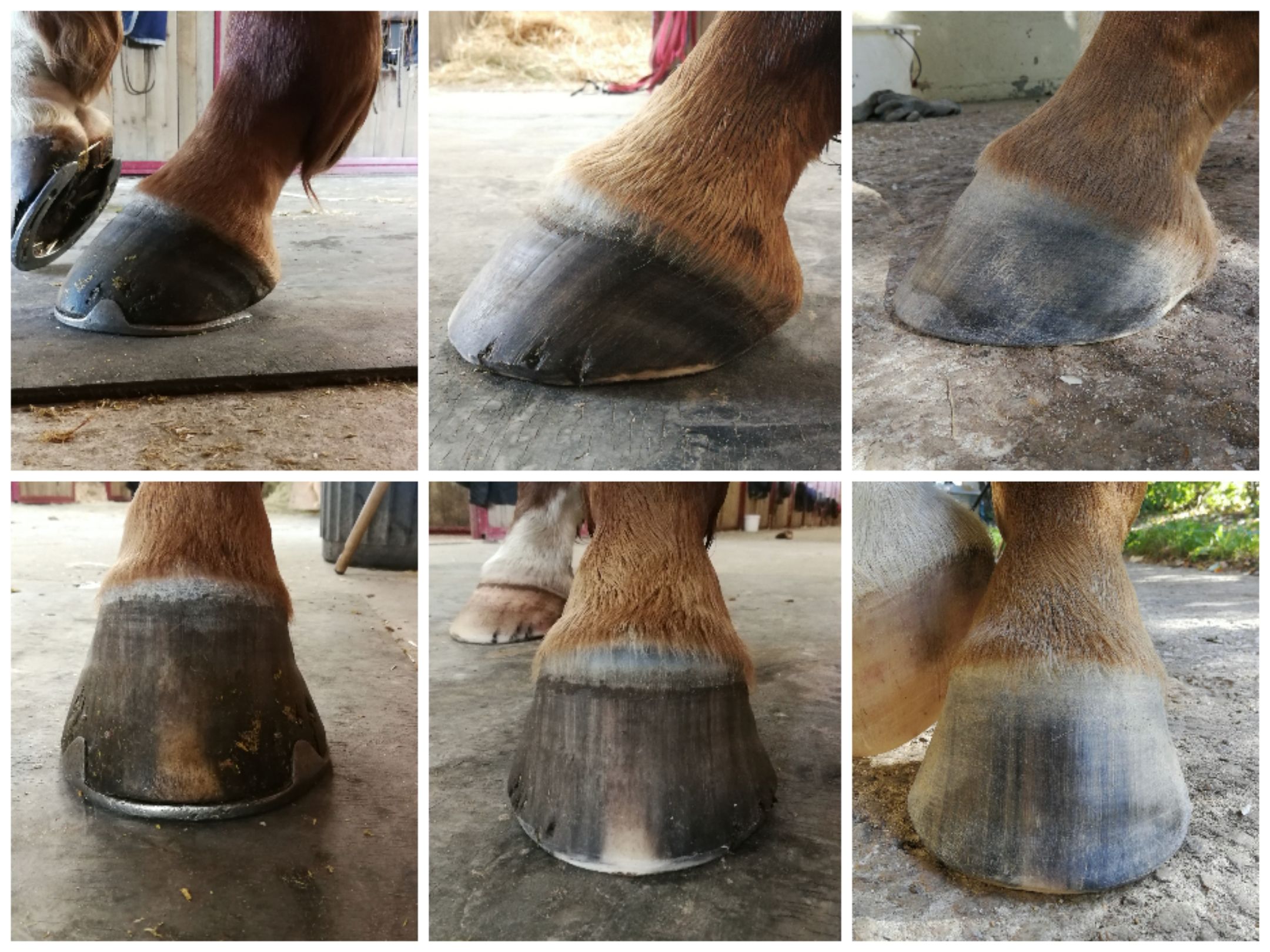 Collage évolution d'un pied nu postérieur gauche, parage physiologique