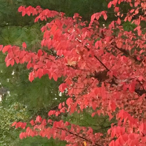 Tree with nice red leaves