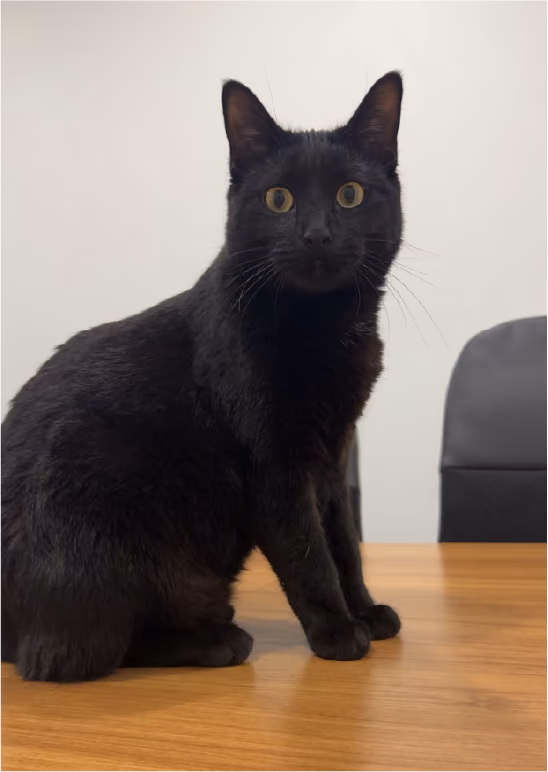 Nova