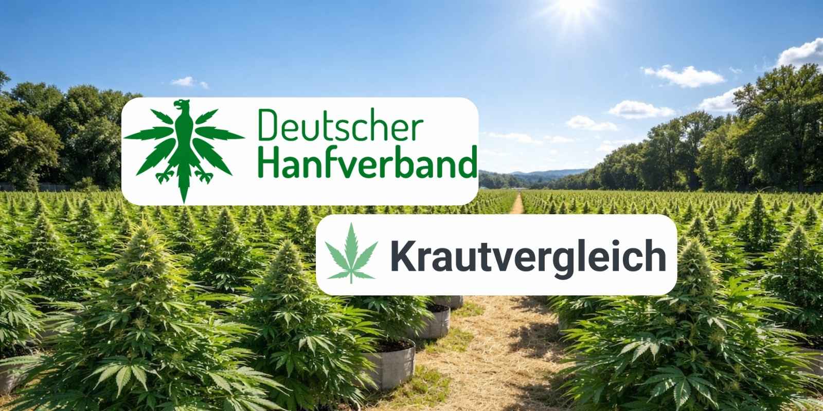 Logo vom Deutschen Hanfverband und Krautvergleich vor einer Cannabisplantage