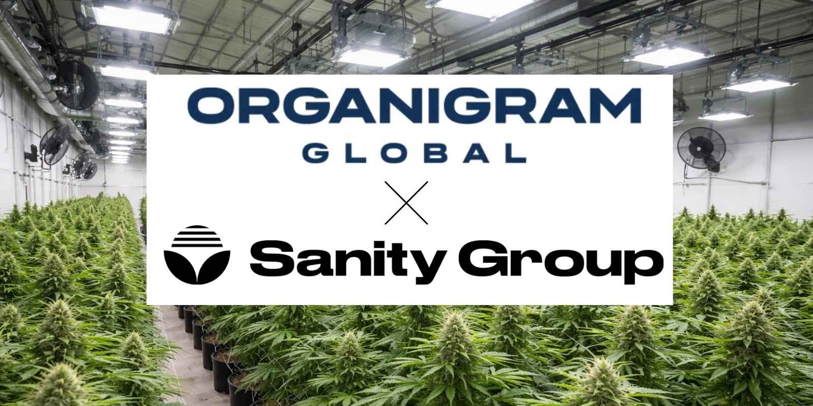 Übernahme der Sanity Group durch Organigram
