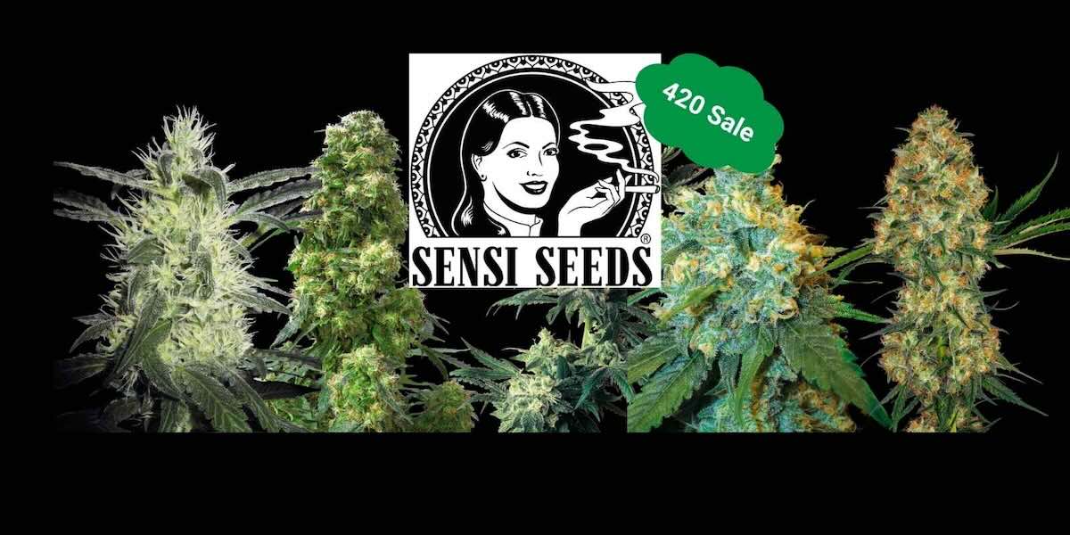 Sensi Seeds 420 Deals: 40 % auf fast das gesamte Sortiment