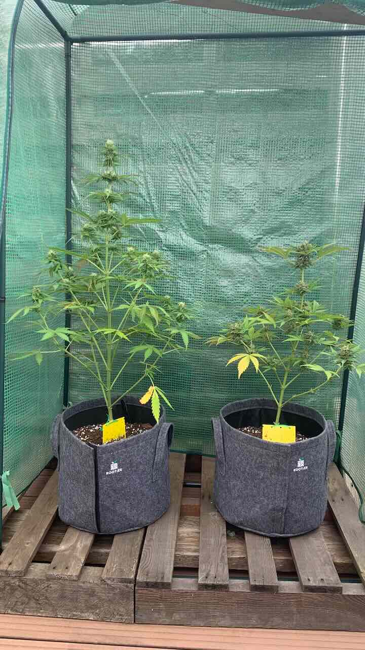Cannabis Pflanze wächst im Freien unter Sonnenlicht im Garten