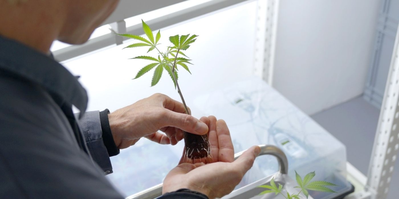 Man setzt Cannabis Steckling in die Erde