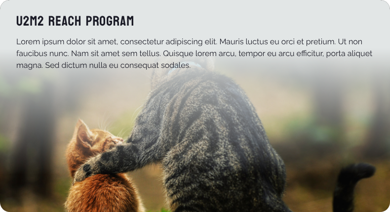 Card style for the REACH mentorship program, using an image of two cats interacting to represent a mentor and mentee relationship.