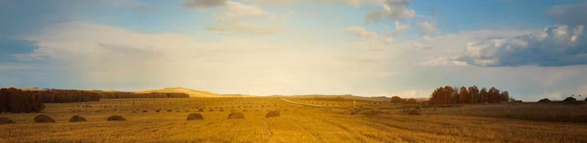 banner image