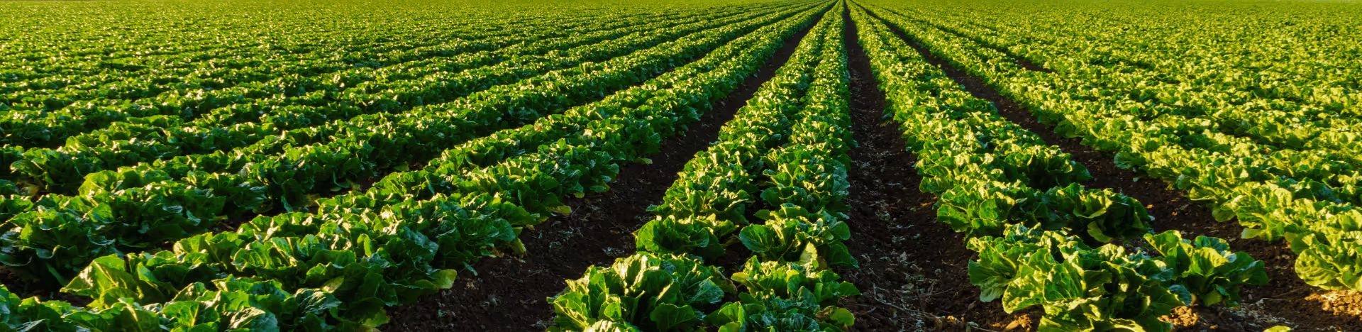 Background image of fresh crops plantation.