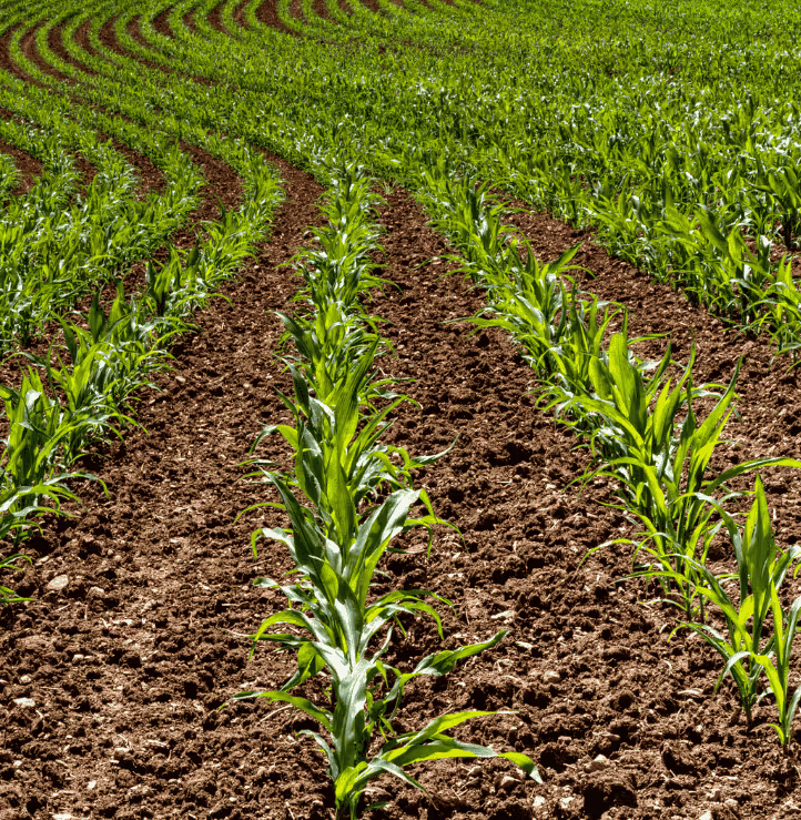 An image of fresh grown crops. Representing the health of the food.