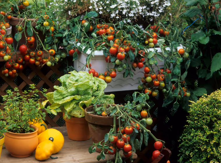How to grow your own vegetables on a small balcony?
