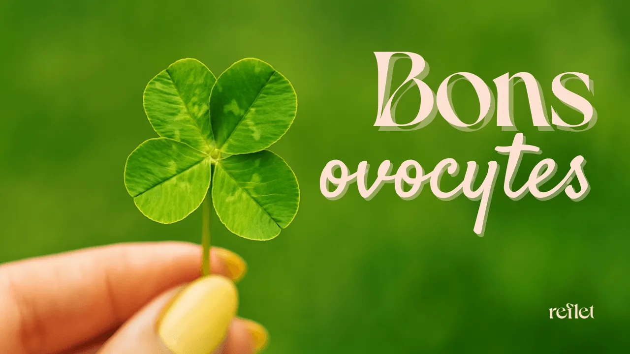Bons ovocytes