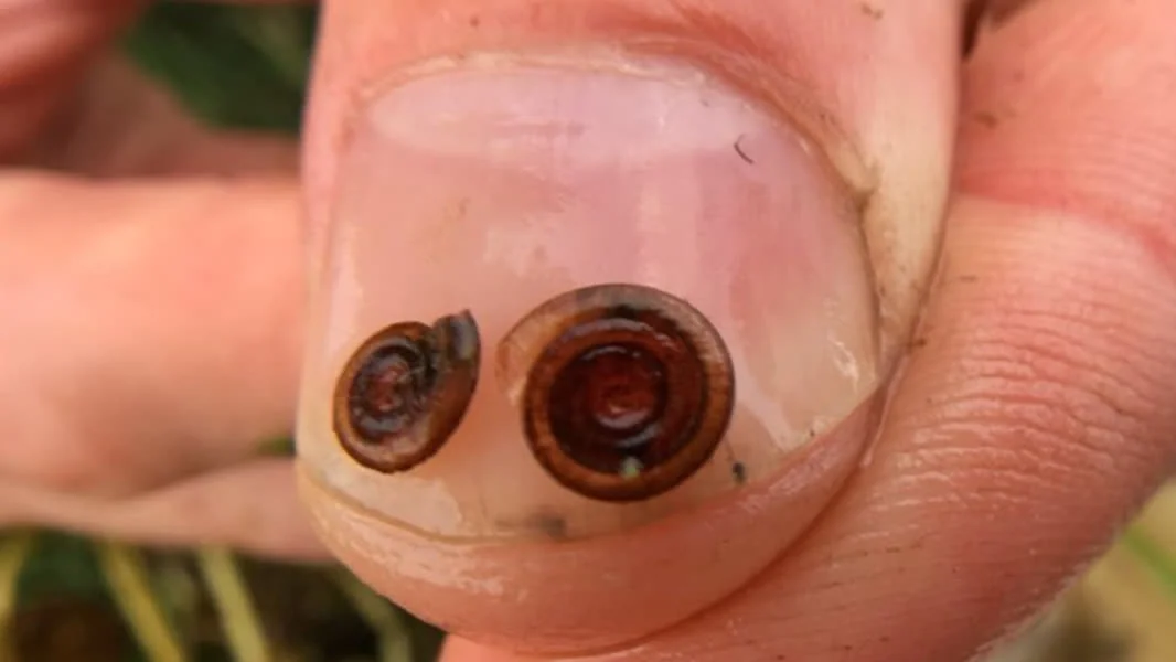 Close-up van twee kleine platte schijfhorens op een duimnagel, vastgehouden door een hand. De slakken zijn bruin van kleur en duidelijk zichtbaar door hun spiraalvormige huisje.