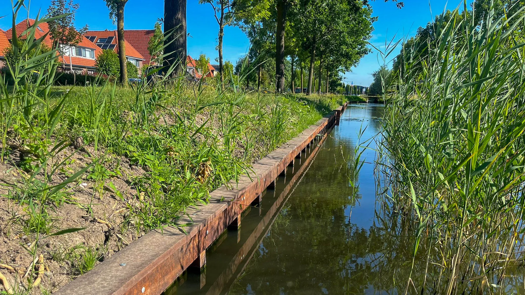 De aangevulde berm langs de nieuwe beschoeiing staat inmiddels volop in bloei met verschillende kruiden en bloemen.