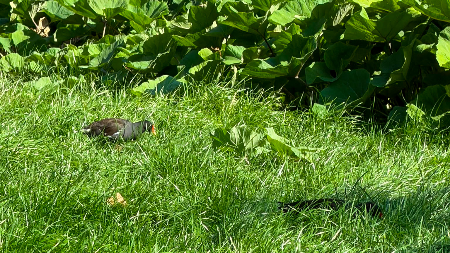 Waterhoen tussen hoog gras en bladeren van waterplanten langs een watergang.