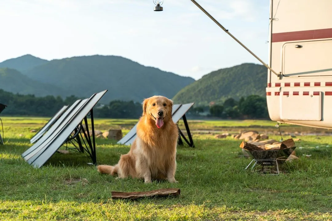 Solar panels and a dog