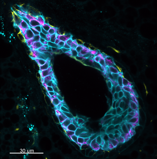 Scalable 3D Tissue Analysis