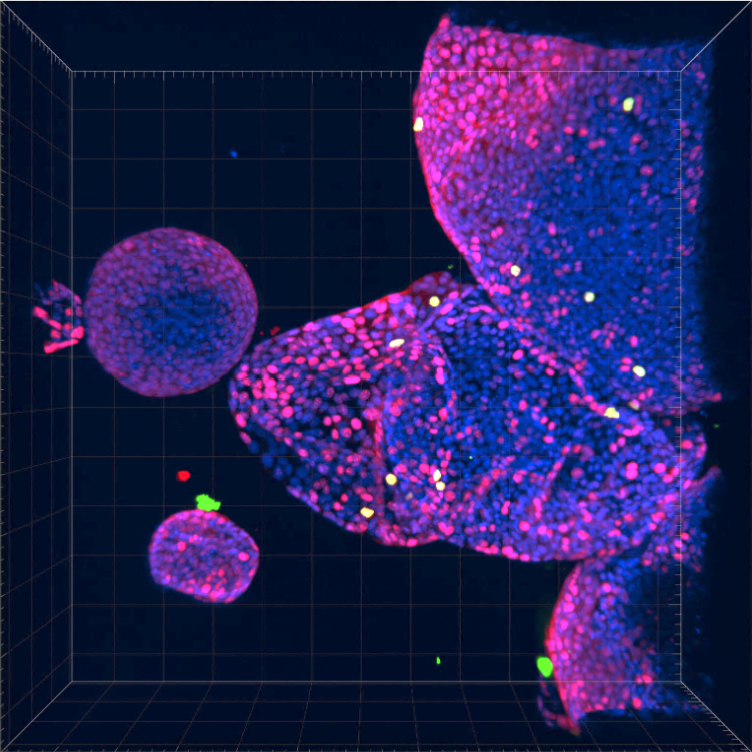 3D Tissue Analysis FLASH