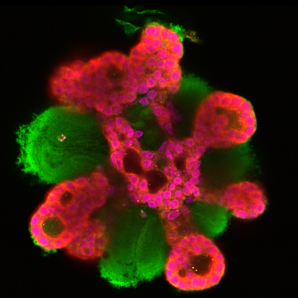 3D Tissue Analysis