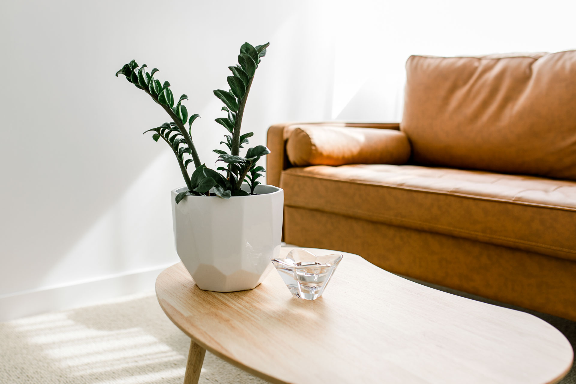 Green houseplant in white geometric pot on wooden coffee table