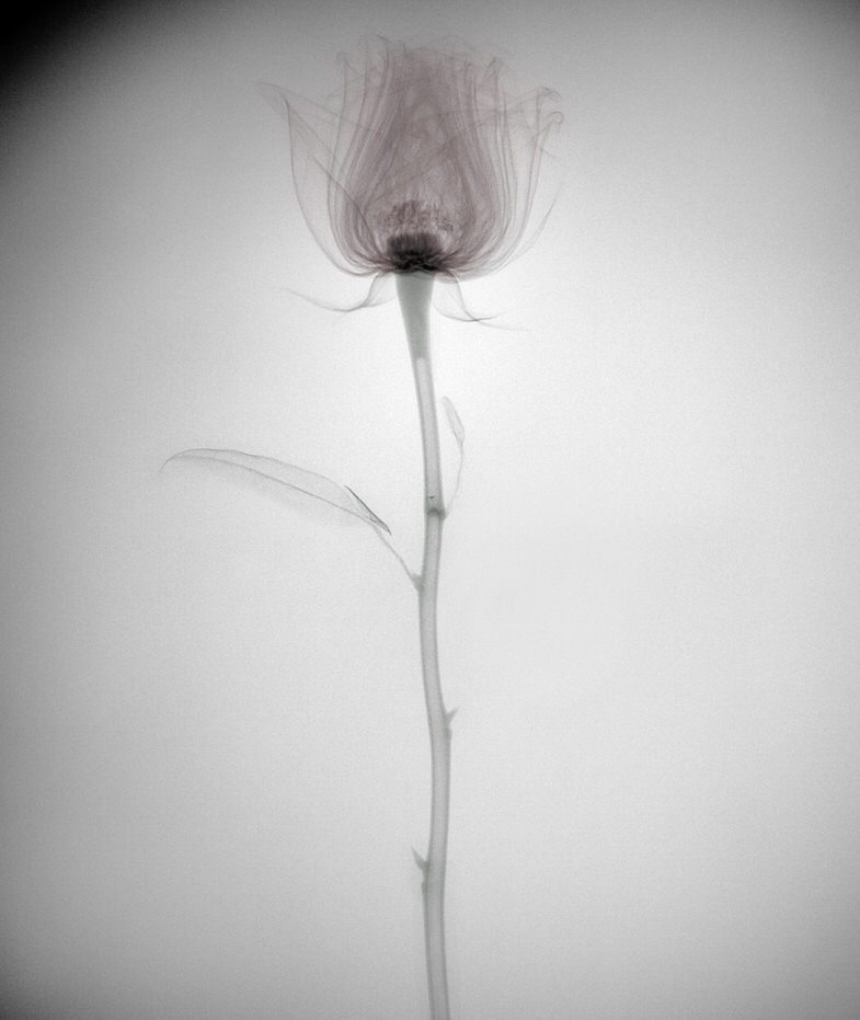 Ethan Zargo X-ray photography, rose, Vancouver BC